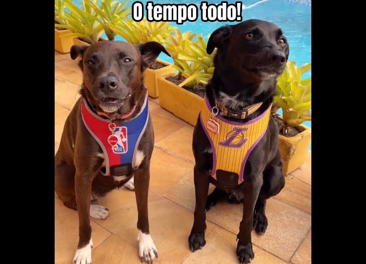 Osa pet-torcedores Cookie e Cacau estarão na torcida pelo Flamengo na Copa do Brasil